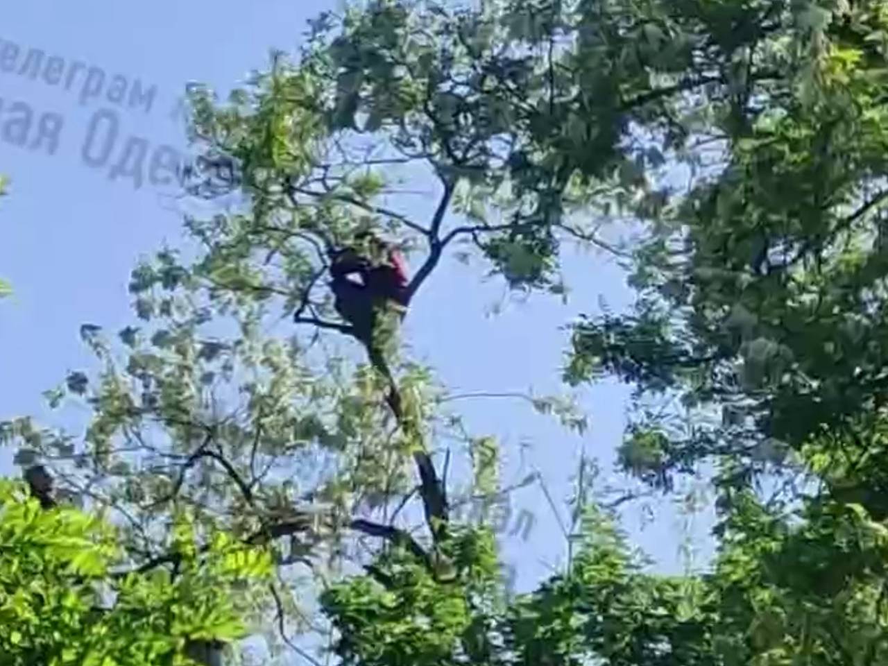 На Украине мужчина убегал от военкомов и залез на дерево