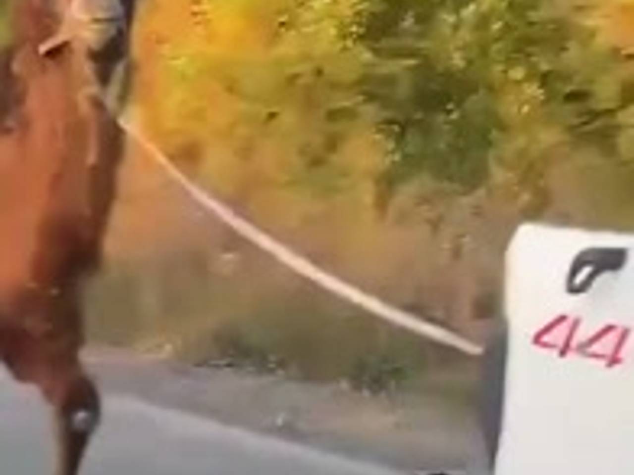 В зоне СВО заметили «фронтового» верблюда рядом с дымящимся БТР
