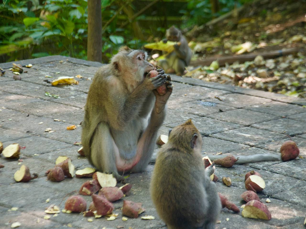 Зараженные гепатитом С и COVID обезьяны сбежали из грузовика в США
