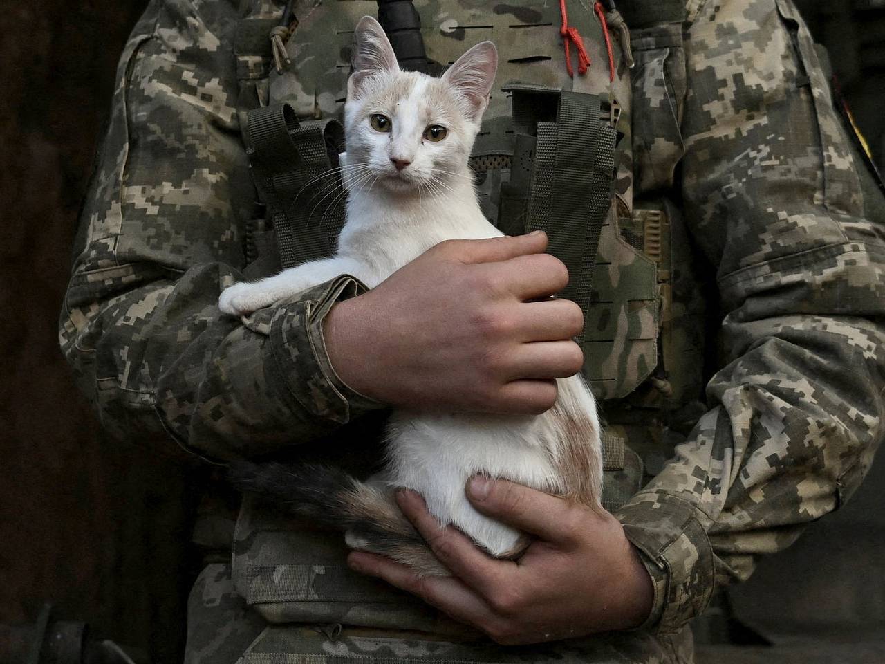 В киевском ТЦК прокомментировали мобилизацию кота